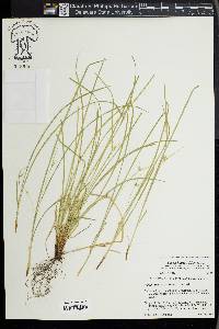 Carex jamesii image