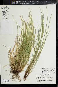 Carex jamesii image