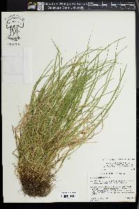 Carex jamesii image