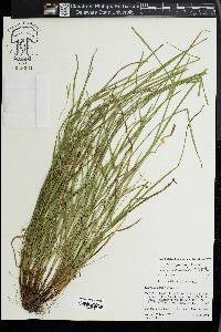 Carex jamesii image