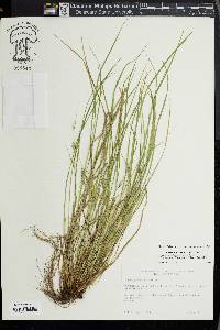 Carex jamesii image