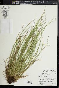 Carex jamesii image