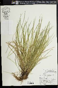 Carex jamesii image