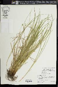 Carex jamesii image