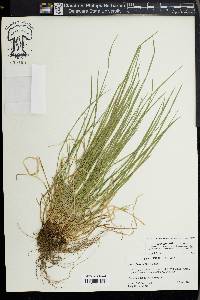 Carex jamesii image