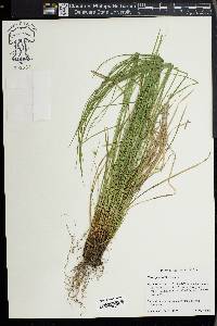 Carex jamesii image