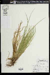 Carex jamesii image