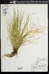 Carex jamesii image