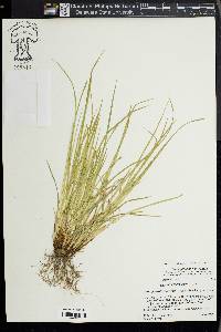 Carex jamesii image