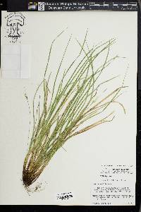 Carex jamesii image