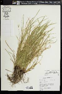 Carex jamesii image