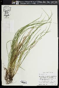 Carex jamesii image