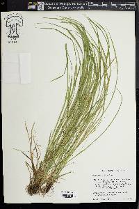 Carex jamesii image