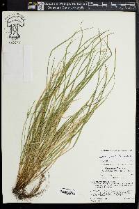 Carex jamesii image