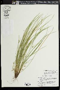 Carex jamesii image