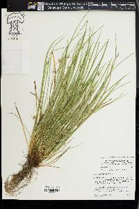 Carex jamesii image