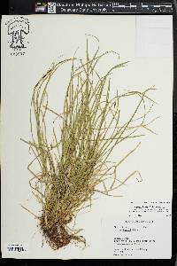 Carex jamesii image