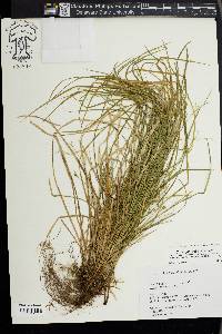 Carex jamesii image