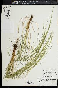 Carex jamesii image