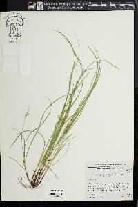 Carex jamesii image