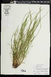 Carex jamesii image