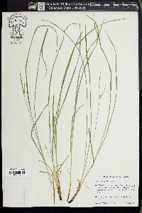 Carex jamesii image