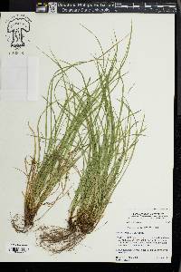 Carex jamesii image