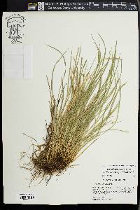 Carex jamesii image