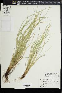 Carex jamesii image