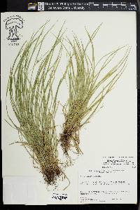 Carex jamesii image