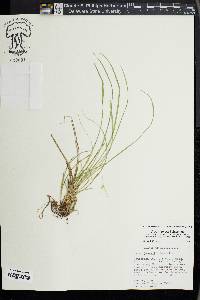 Carex jamesii image