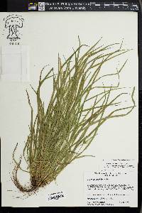 Carex jamesii image