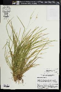 Carex jamesii image