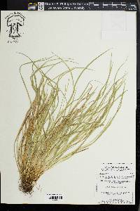 Carex jamesii image