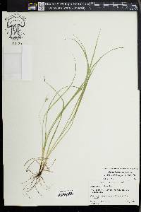 Carex jamesii image