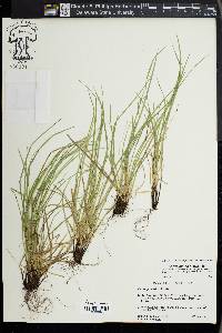 Carex jamesii image