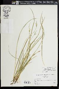 Carex jamesii image