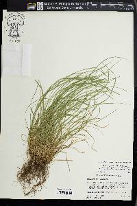 Carex jamesii image