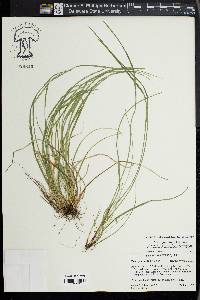 Carex jamesii image