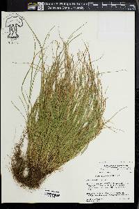 Carex jamesii image