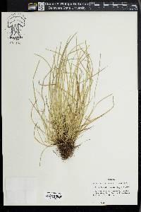 Carex jamesii image