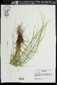 Carex jamesii image