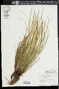 Carex jamesii image