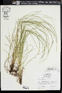 Carex jamesii image