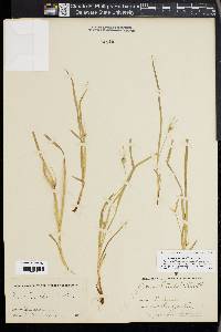 Carex jamesii image