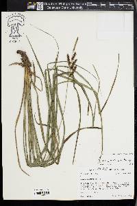 Carex joorii image