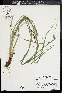 Carex joorii image