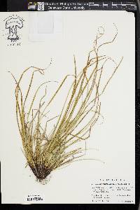 Carex juniperorum image