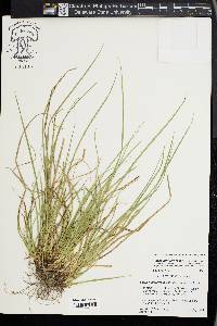 Carex juniperorum image