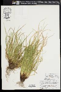 Carex juniperorum image